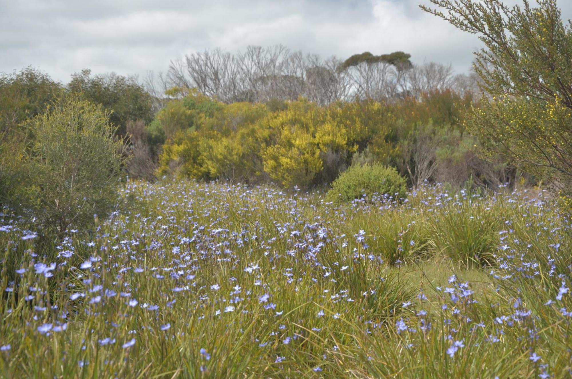 Kangaroo Island Ocean View Premium Couples Retreat "The Rusty Kangaroo" Villa Penneshaw Esterno foto