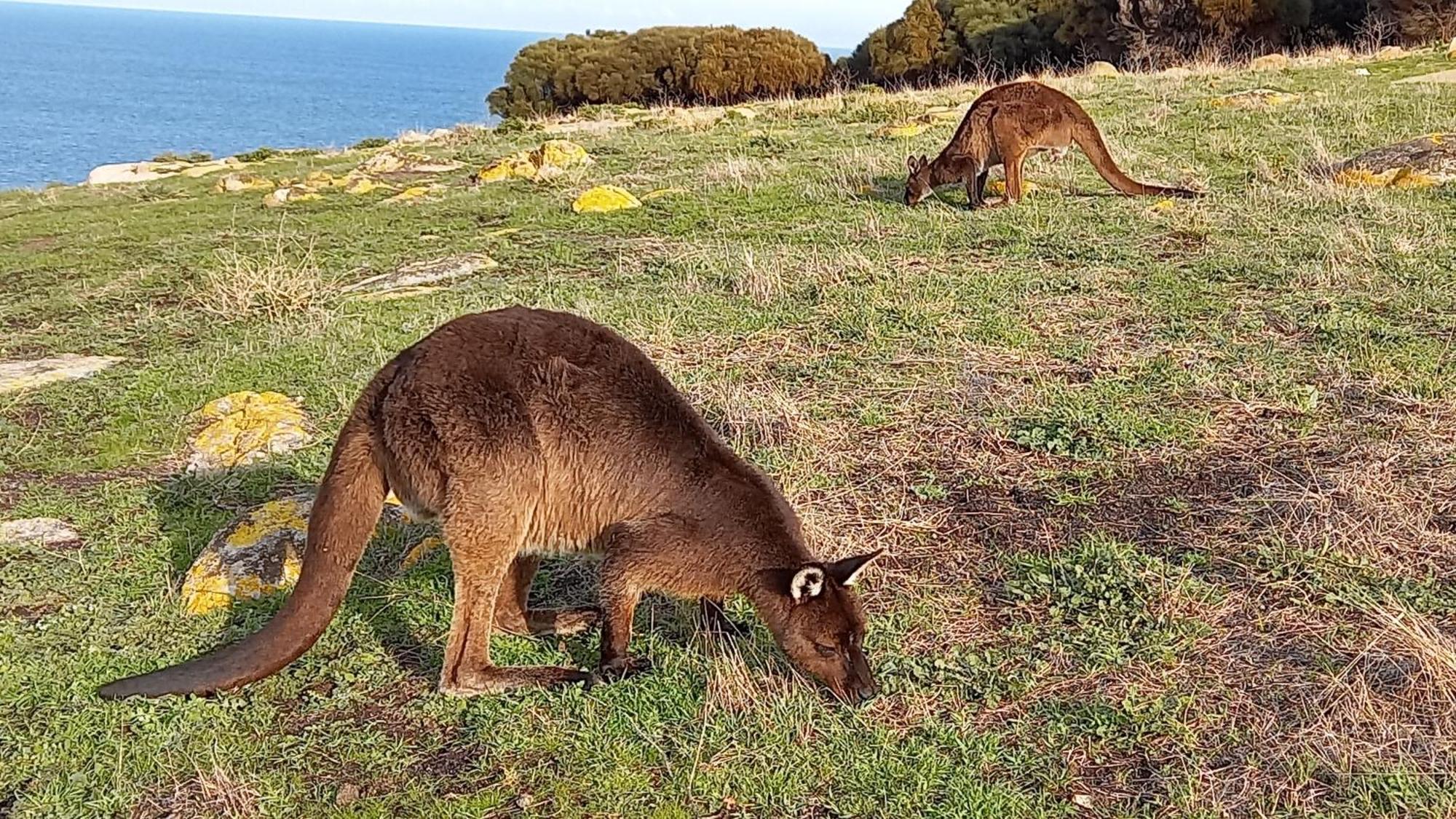 Kangaroo Island Ocean View Premium Couples Retreat "The Rusty Kangaroo" Villa Penneshaw Esterno foto